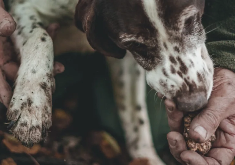 Truffle Hunting