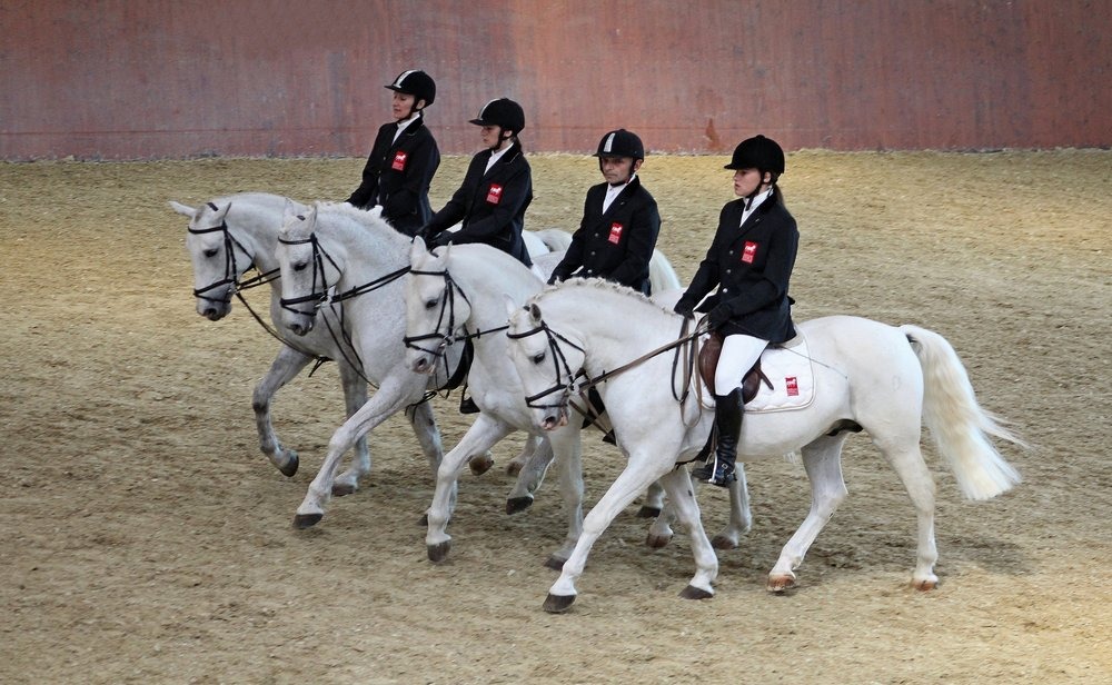 Đakovo Lipizzan horse | Croatia Travel Guide: Explore Dubrovnik, Split, Hvar & More